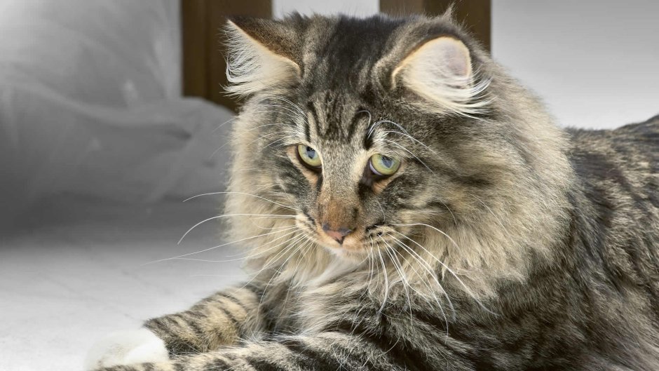 Красивый серый котик