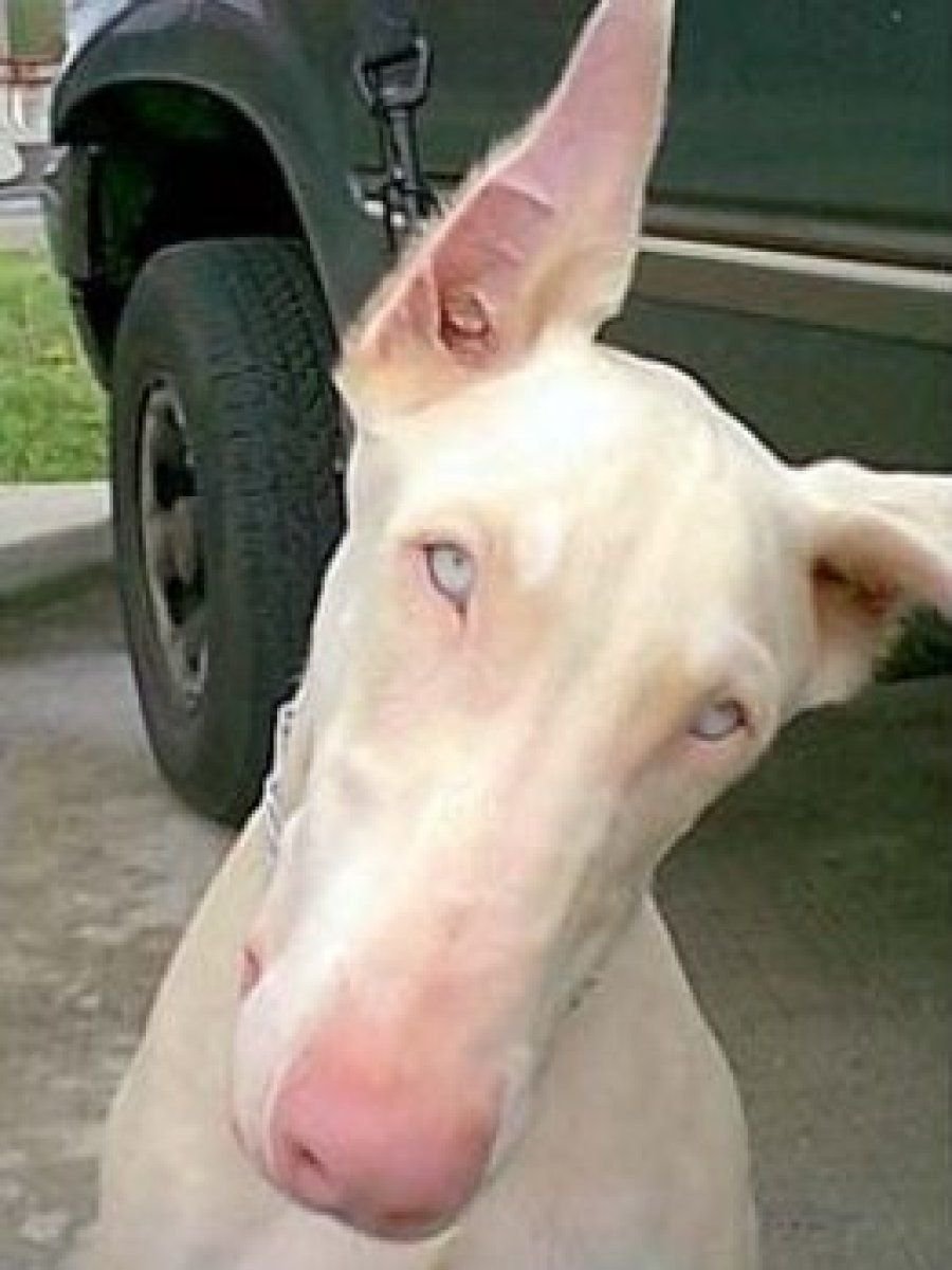 Белая такса альбинос