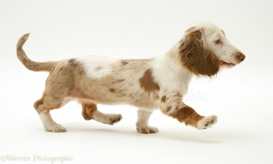 Такса мраморная альбинос