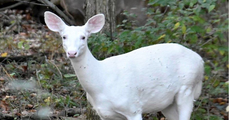 Кроличья мраморная альбинос такса