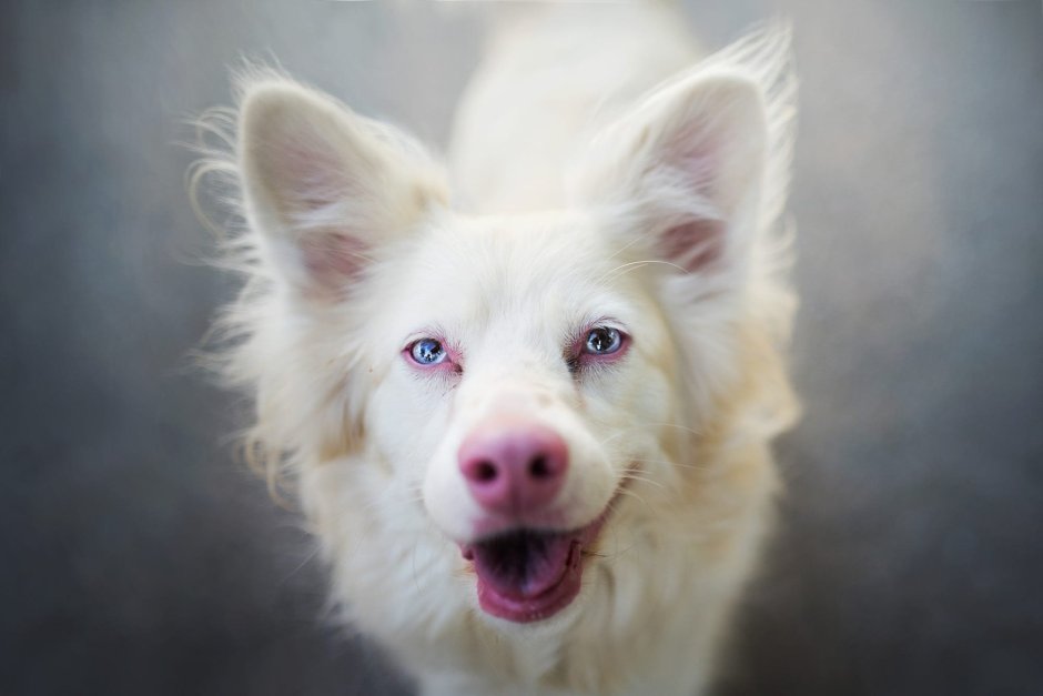 Йоркширский терьер альбинос