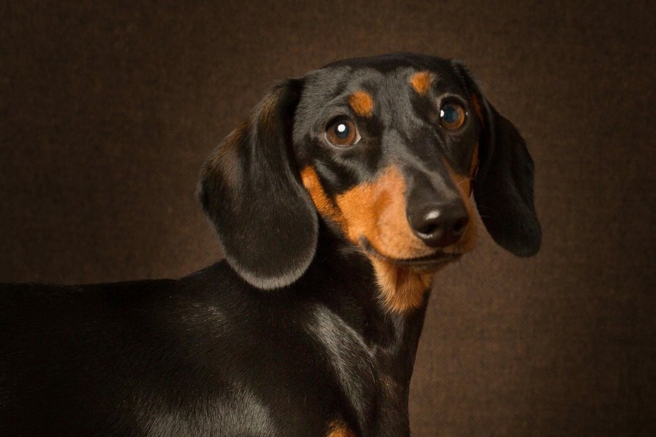 Белая такса щенок