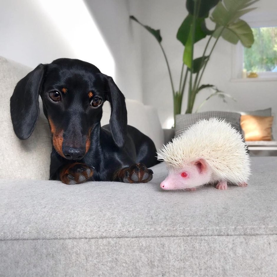 Кроличья такса альбинос