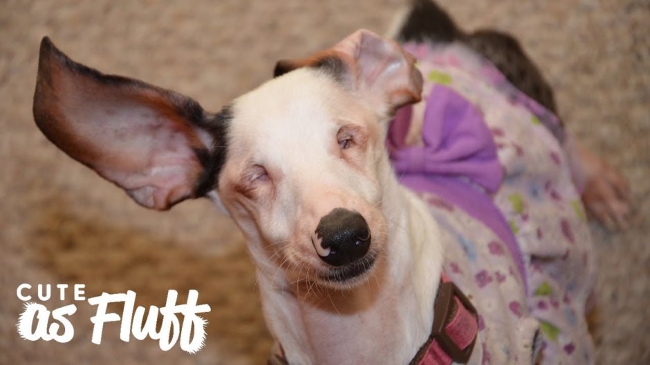 Щенки таксы Новорожденные