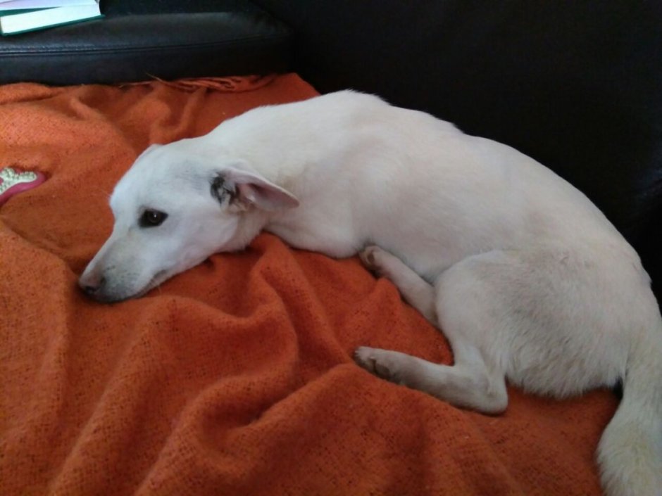 Веймаранер альбинос