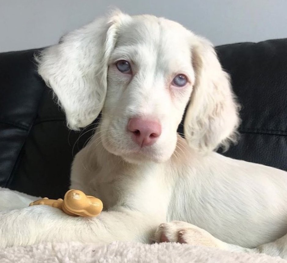 Такса собака альбинос