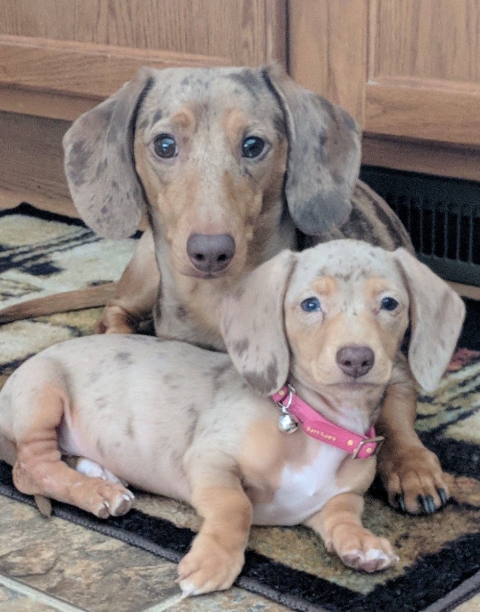 Бассет хаунд