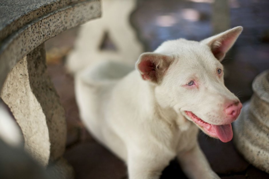 Такса длинношерстная альбинос