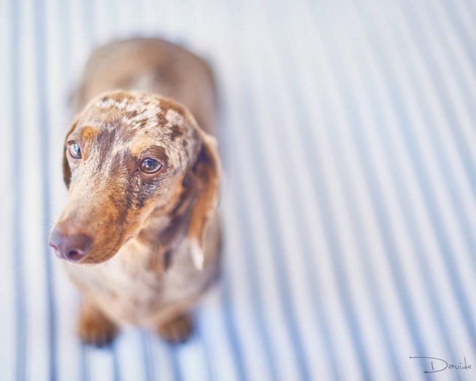 Альбиносы животные кошки и собаки