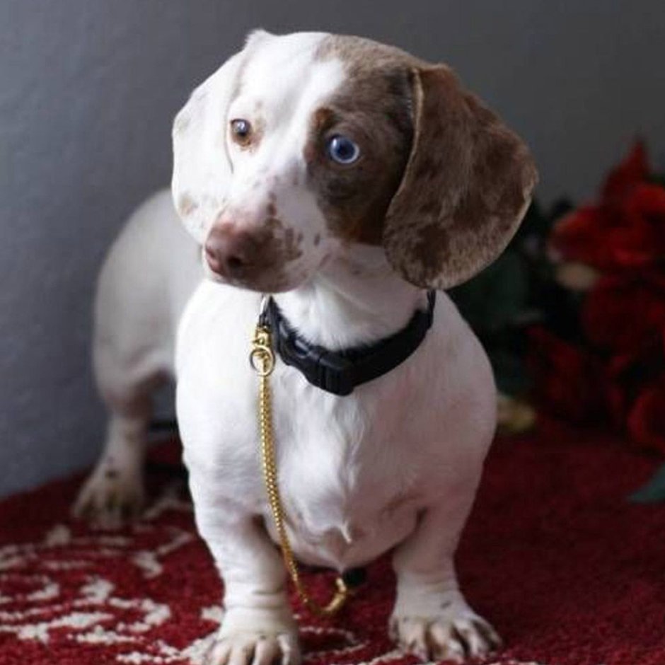 Сеттер альбинос