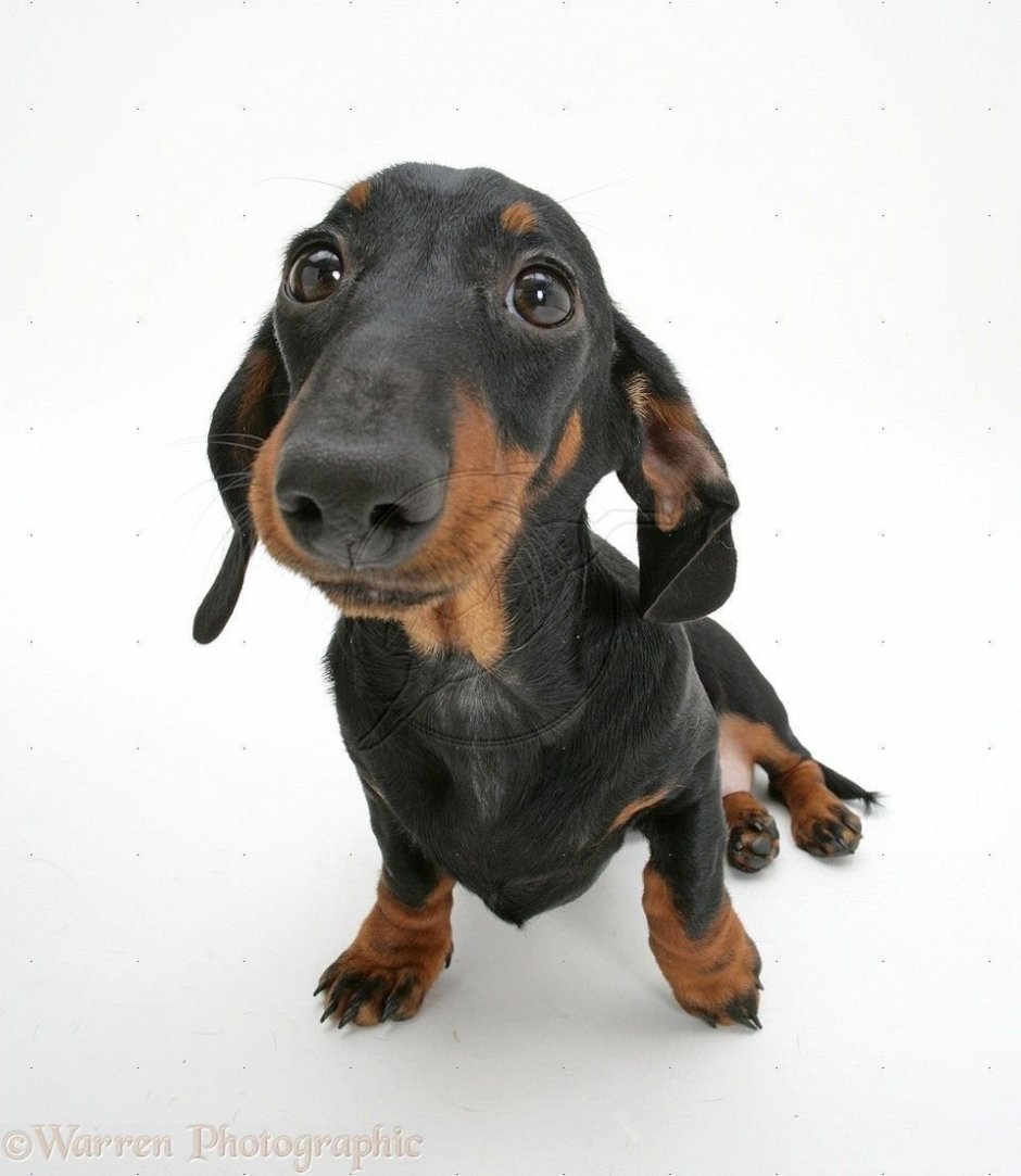 Золотая такса длинношерстная