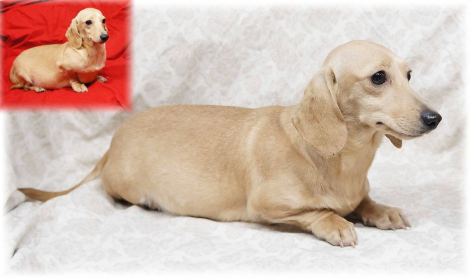 Такса альбинос