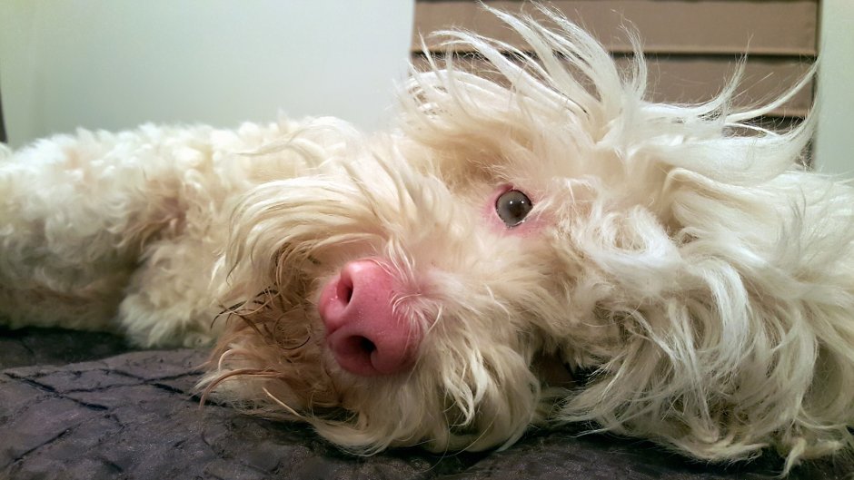 Доберман маленький белый