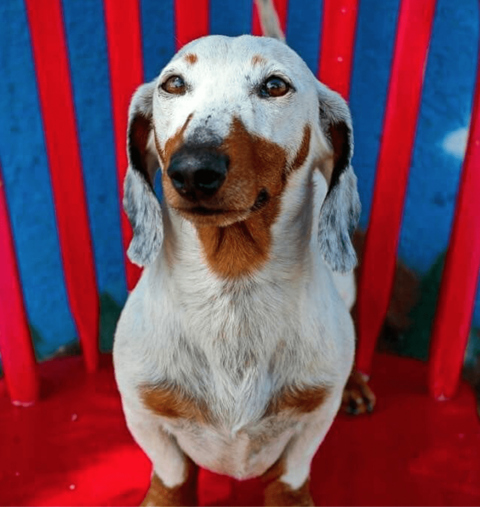 Белая такса альбинос