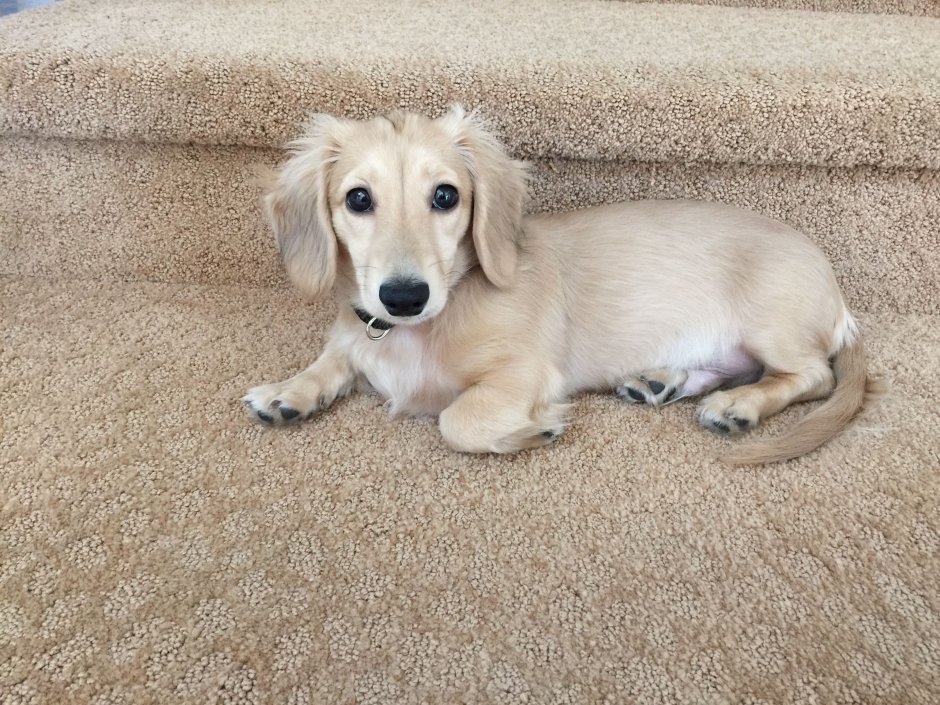 Такса альбинос с голубыми глазами