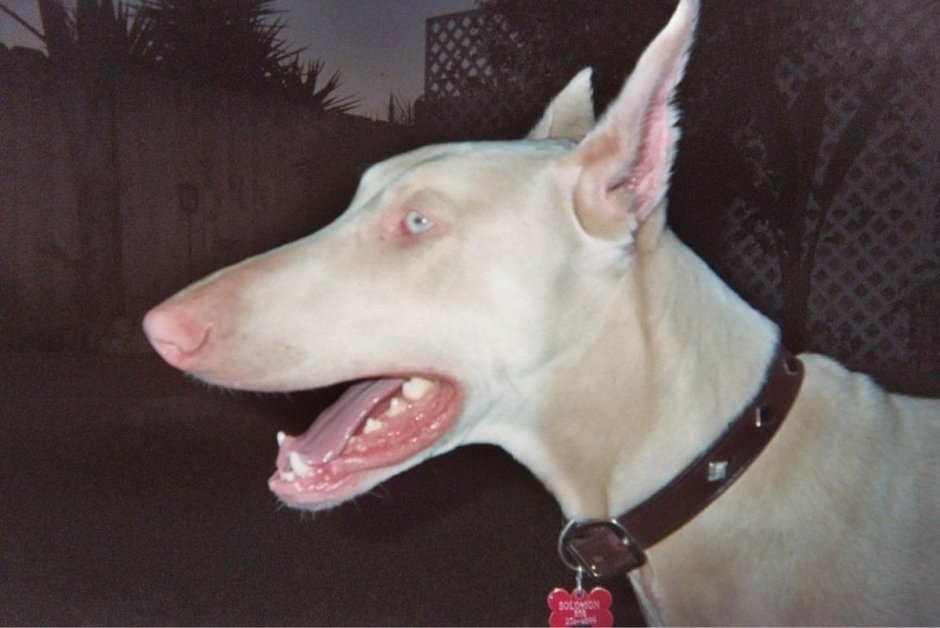 Такса 1920х1080