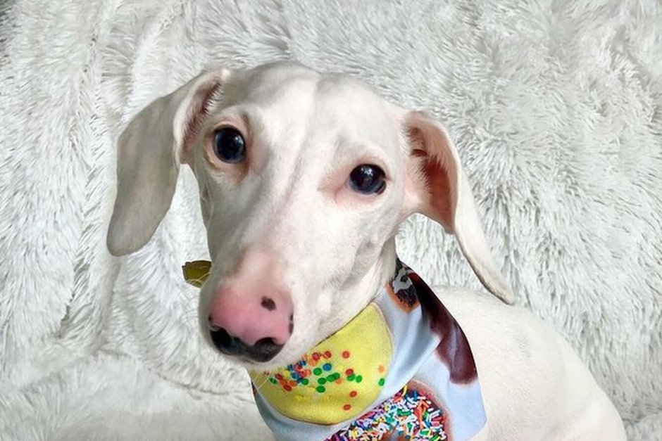 Такса без хвоста