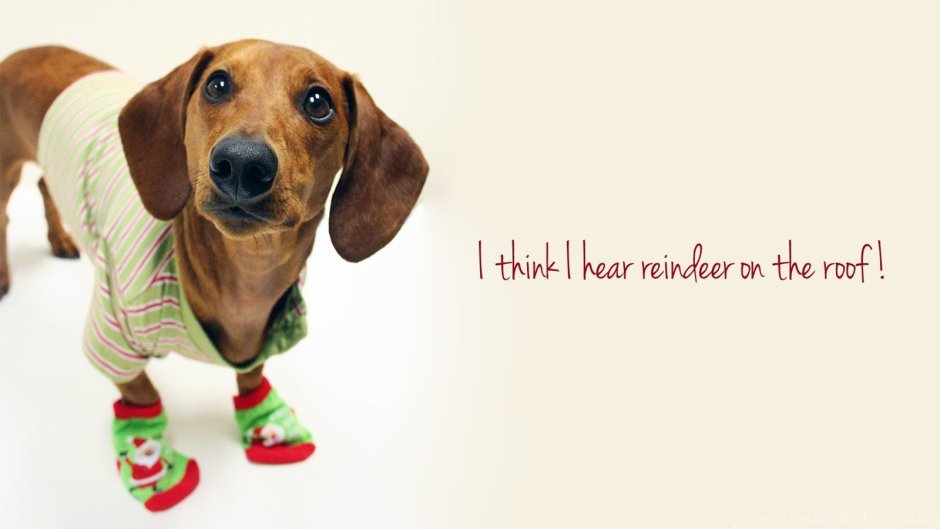 Кроличья такса бежевая