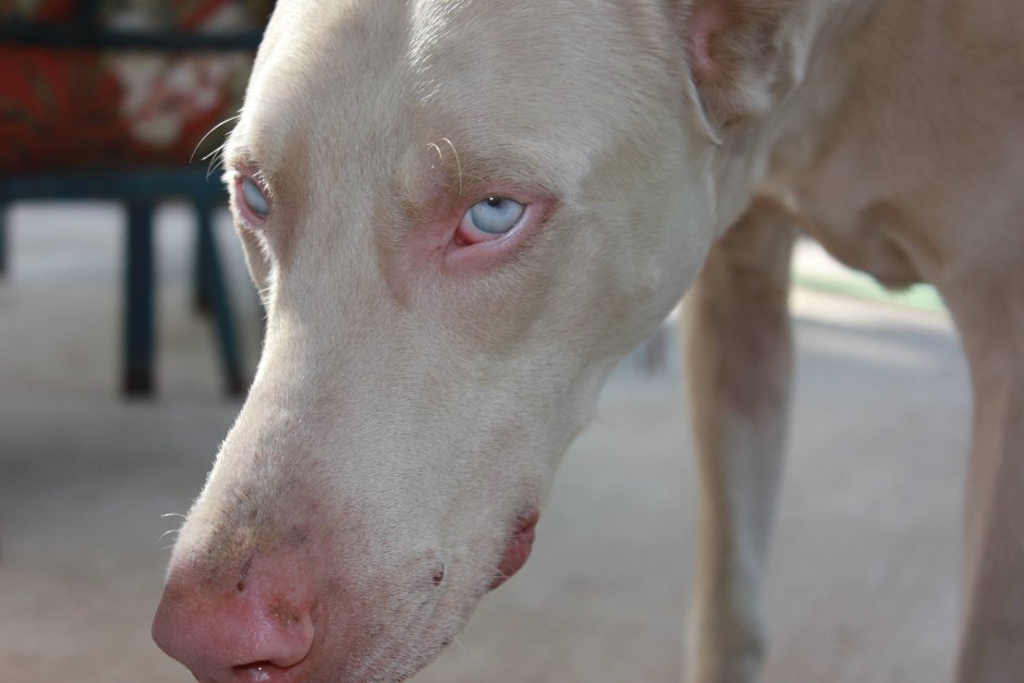 Лабрадор альбинос проблема с ушами