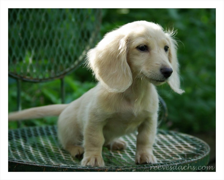 Заставка на рабочий стол такса