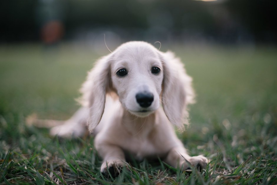 Такса длинношерстная альбинос