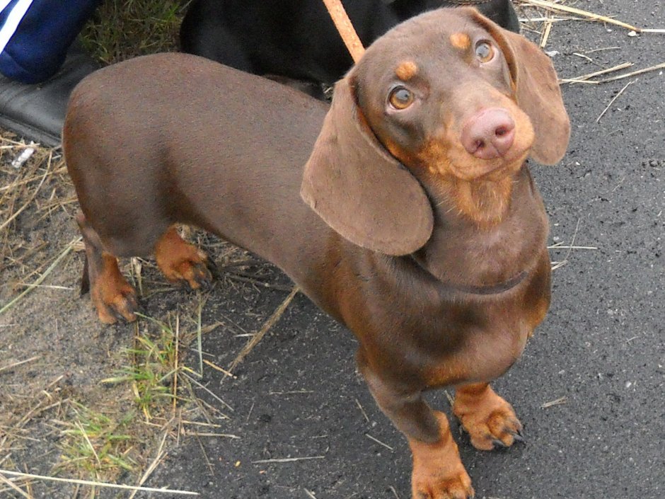 Такса длинношерстная