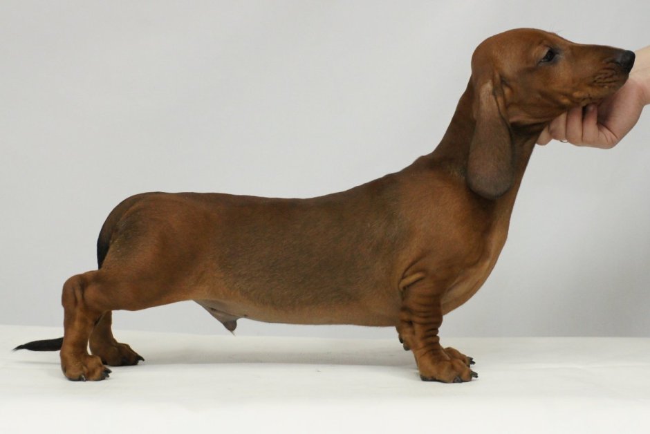 Такса собака черная