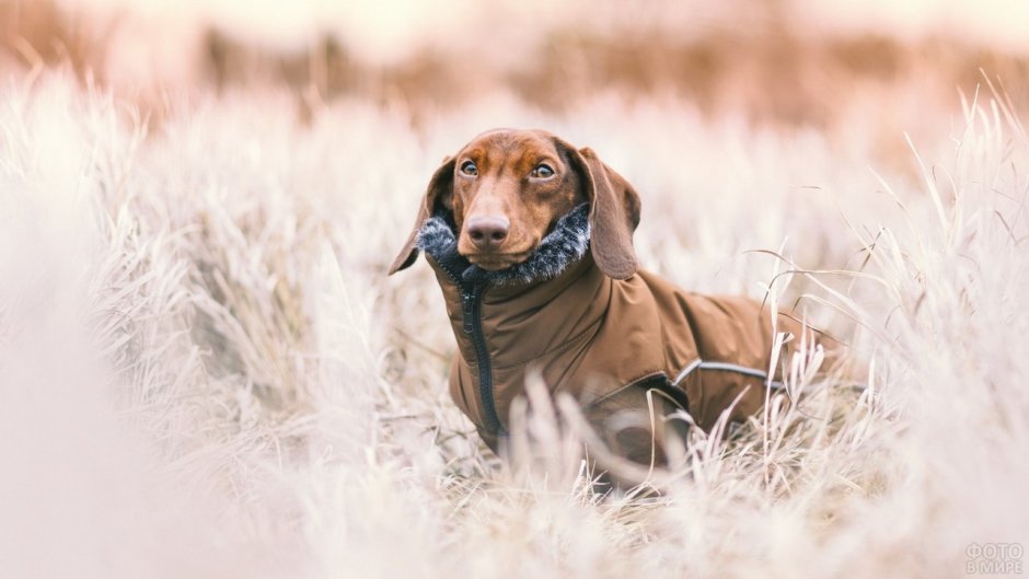 Такса альбинос