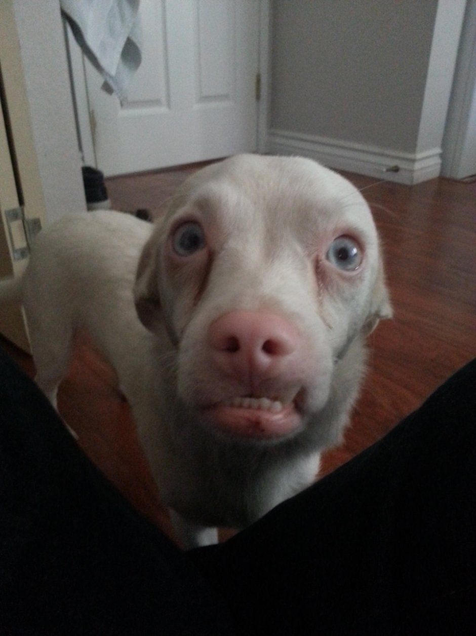 Белая такса