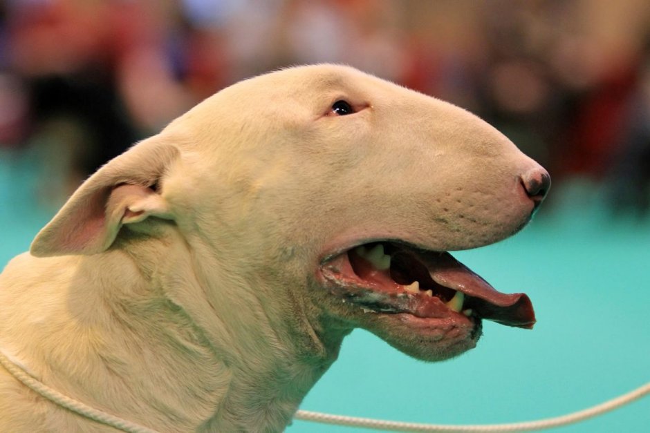 Керри бультерьер