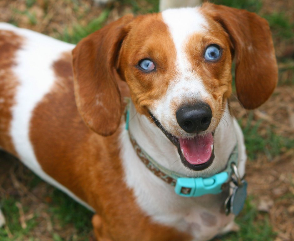 Такса Минимализм