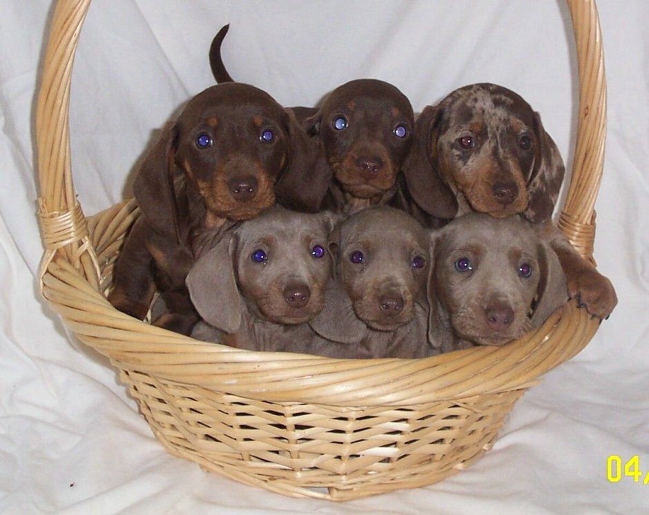 Обои на самсунг такса