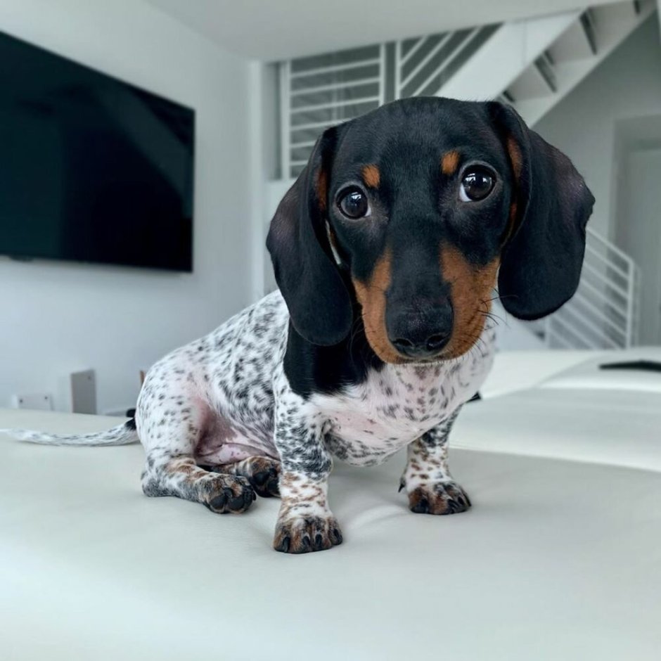 Красивые собаки таксы