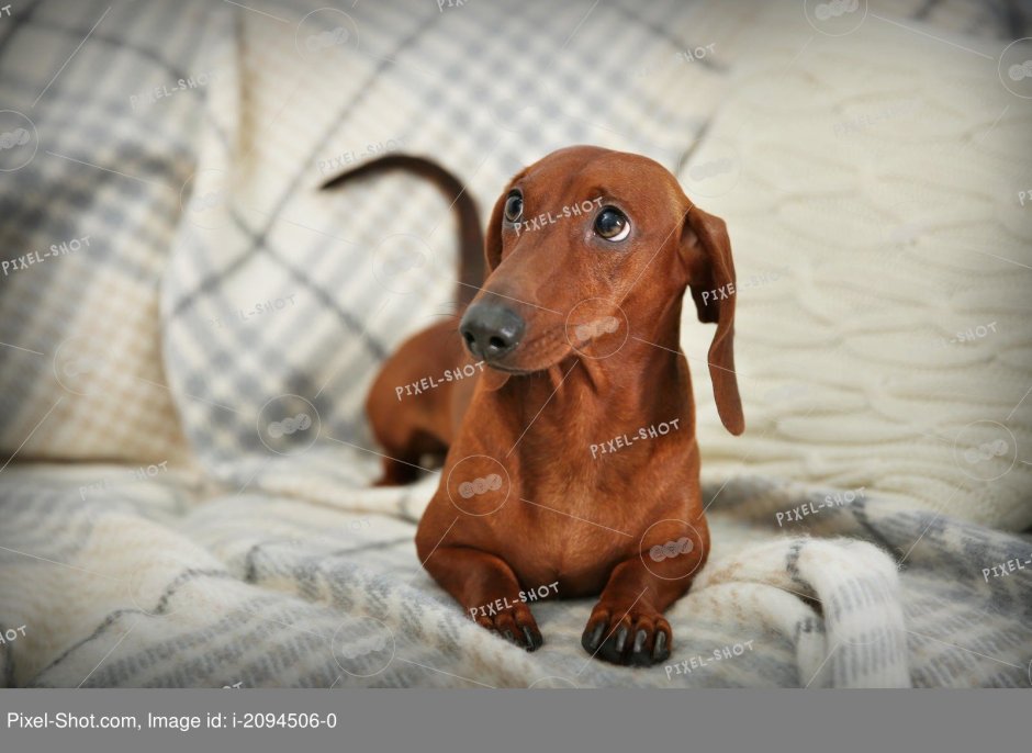 Такса альбинос