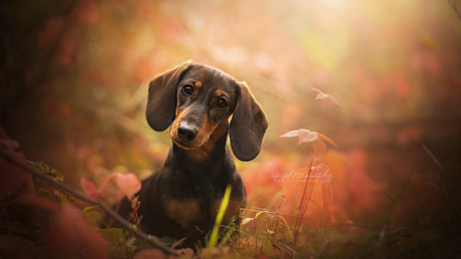 Белый лабрадор с голубыми глазами