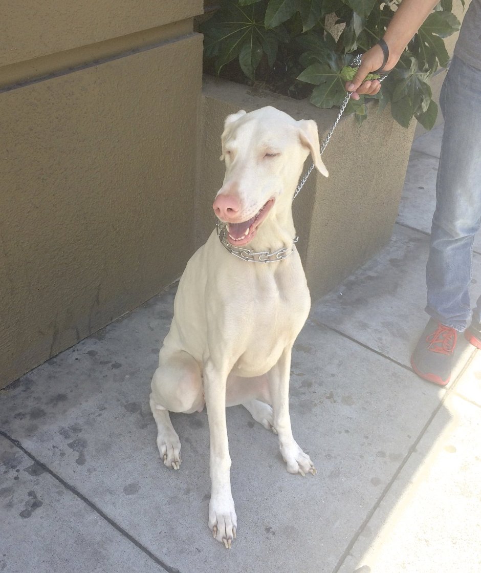 Борзая салюки