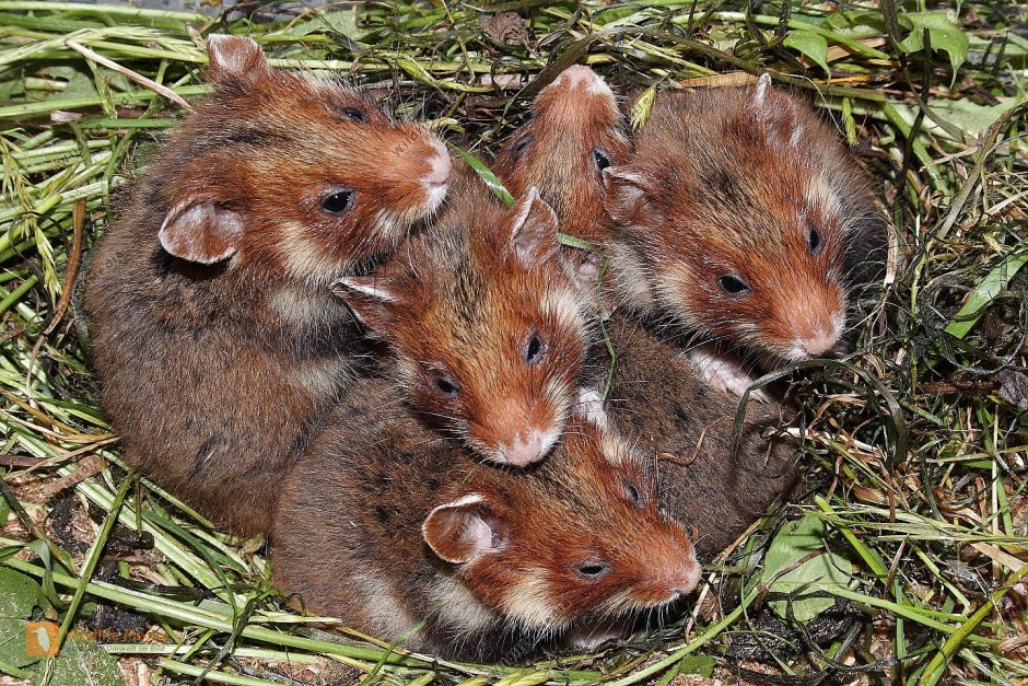 Cricetus Cricetus