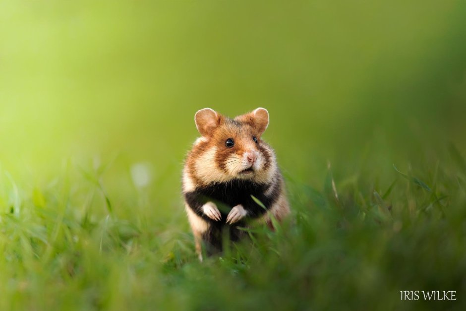 Обыкновенный хомяк Cricetus Cricetus