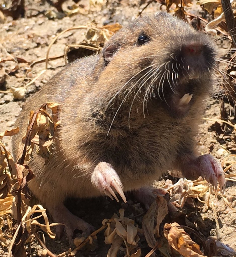 Хомяк обыкновенный (лат. Cricetus Cricetus)