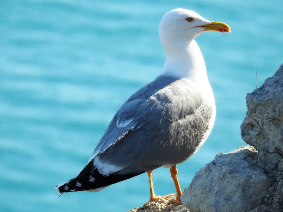 Larus michahellis