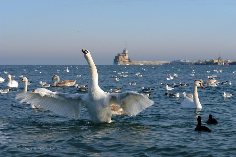 Севастополь море Чайки