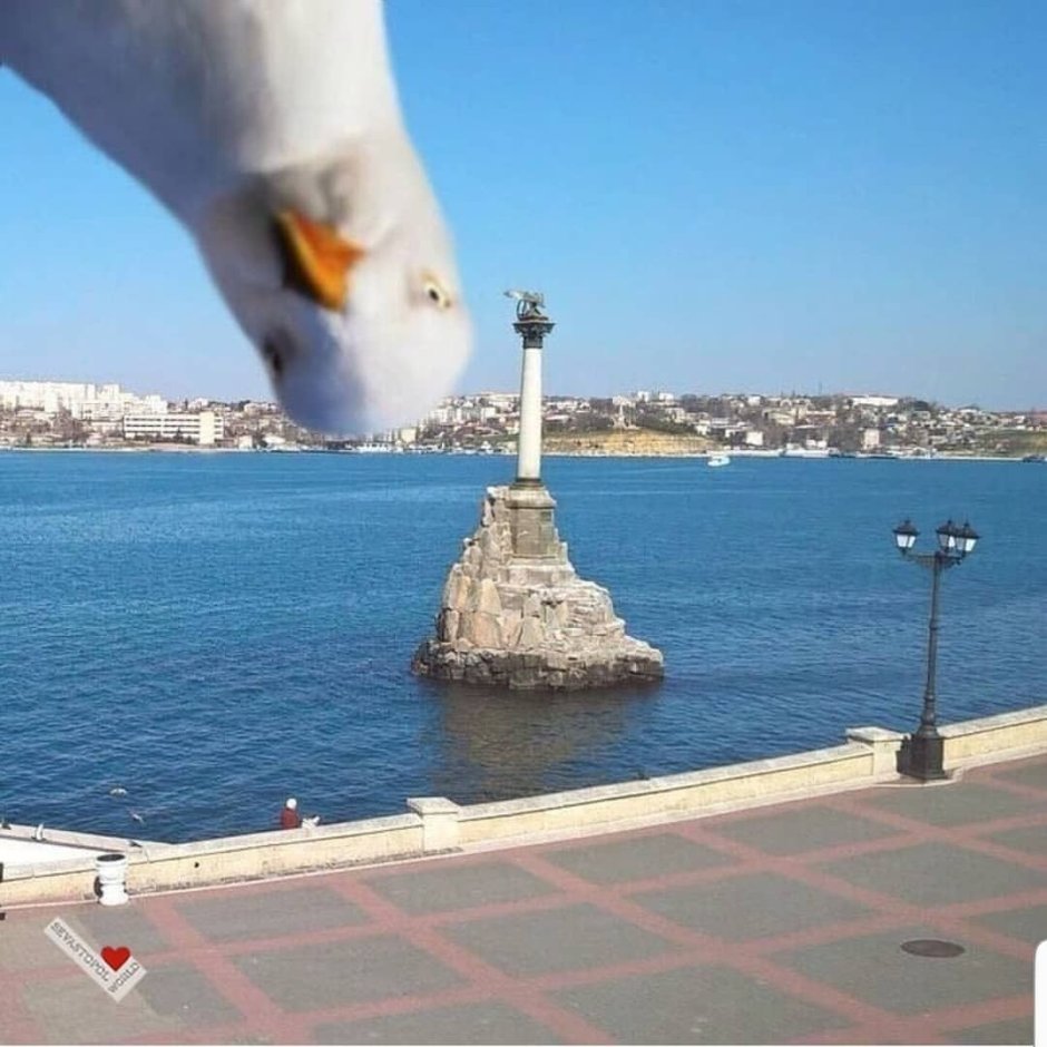 Птицы побережий