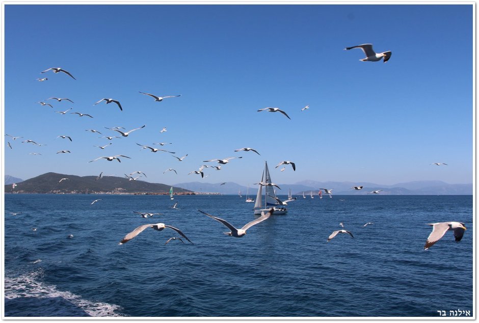 Чайки, корабль и море