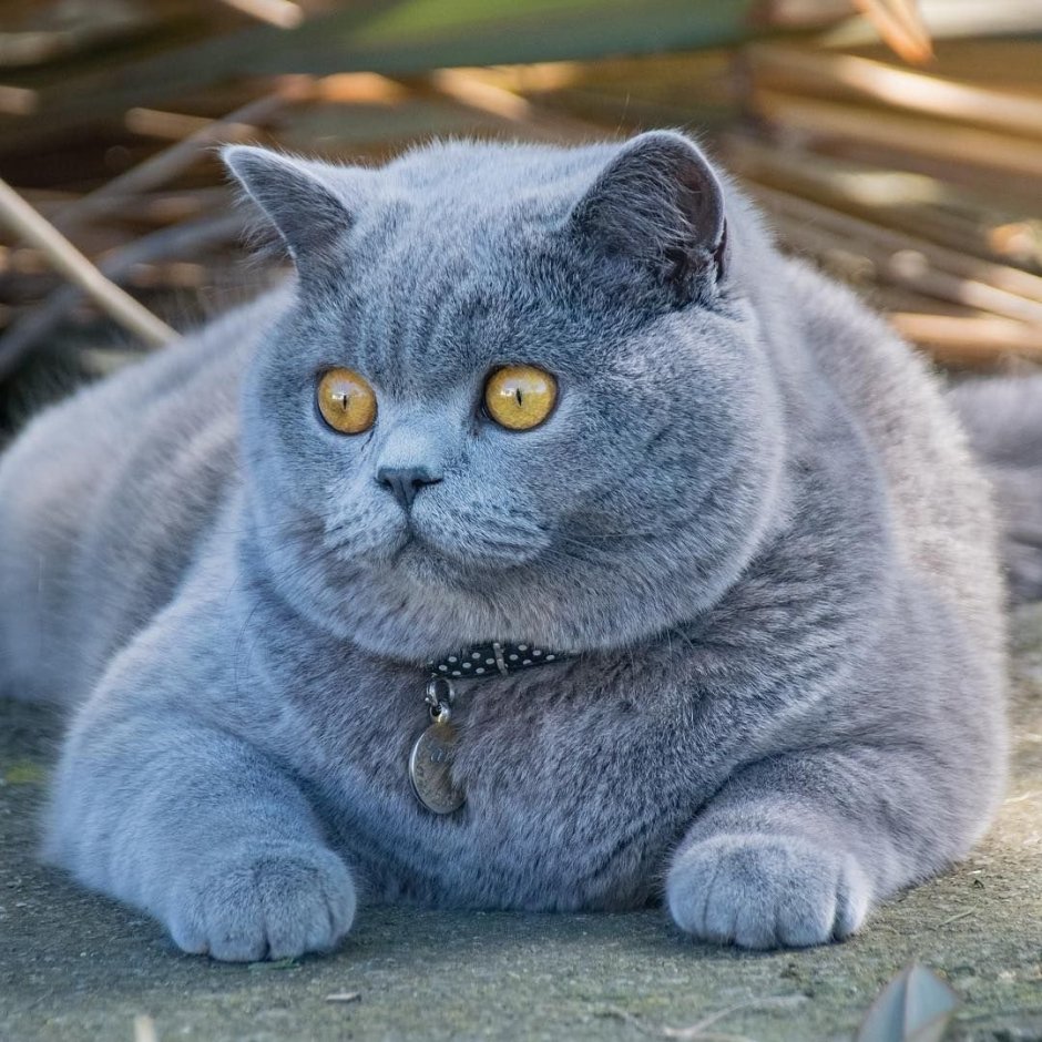 Британская короткошёрстная кошка шартрез