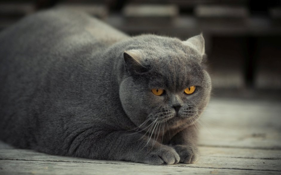Британская короткошёрстная кошка толстая