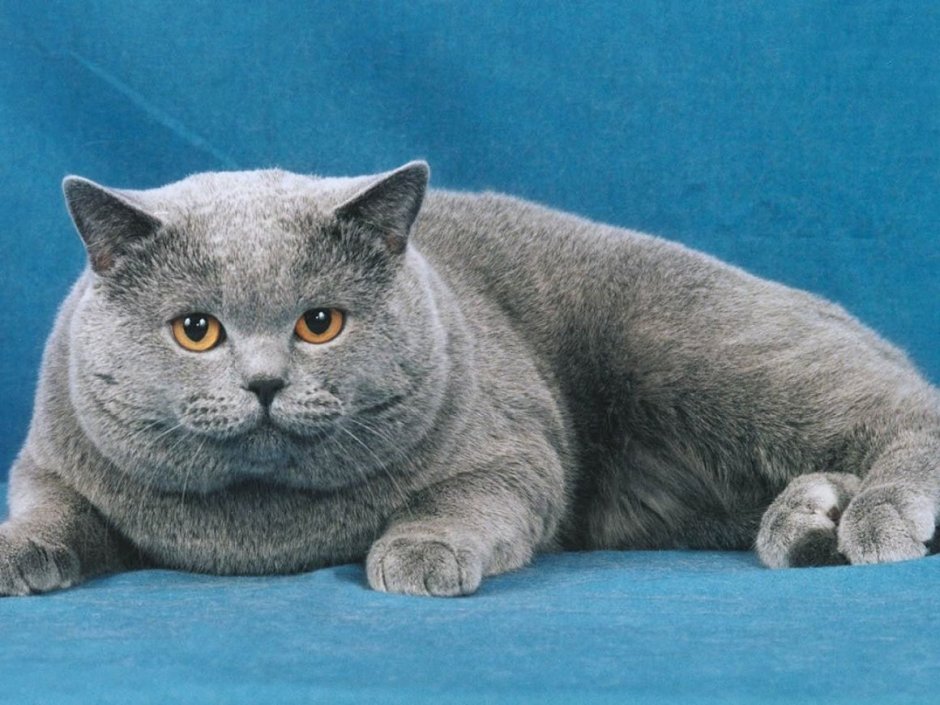 Бурмилла шиншилла