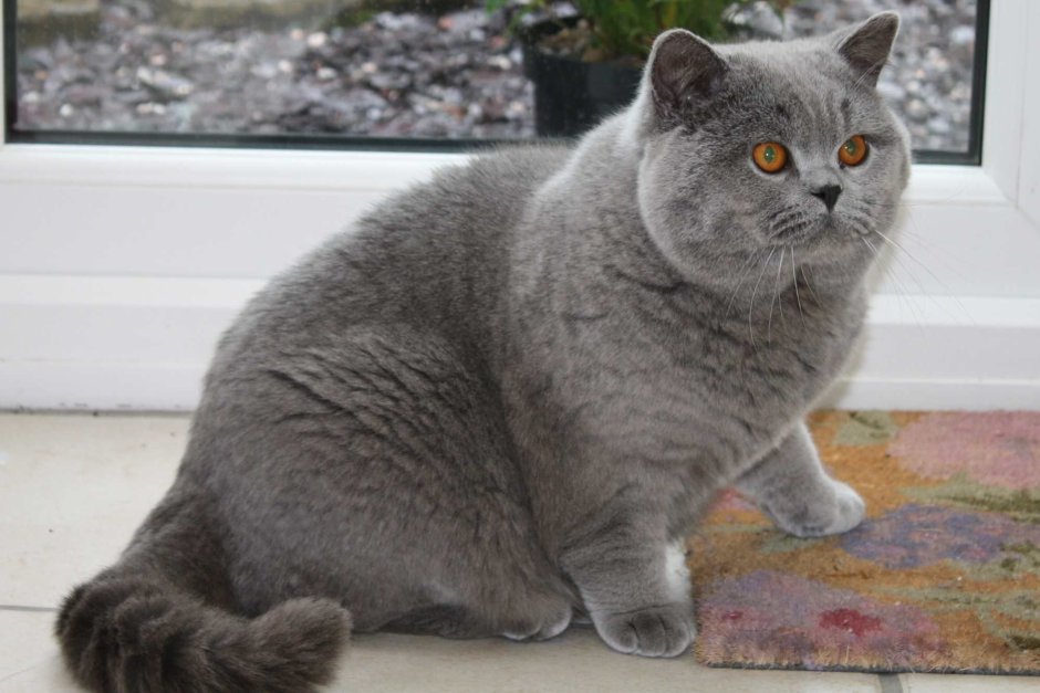 Самодовольный кот