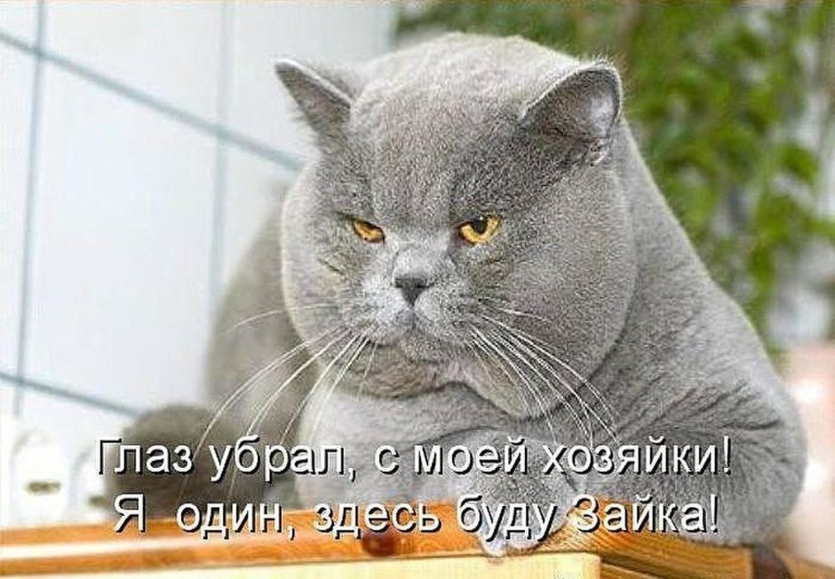 Порода Бритиш Шортхэйр