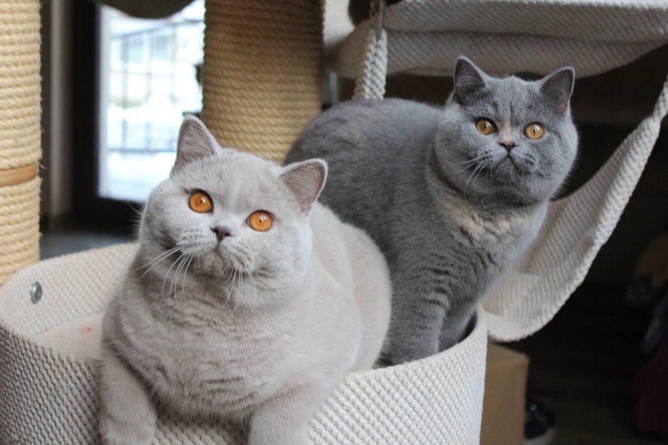 Породистые кошки британские