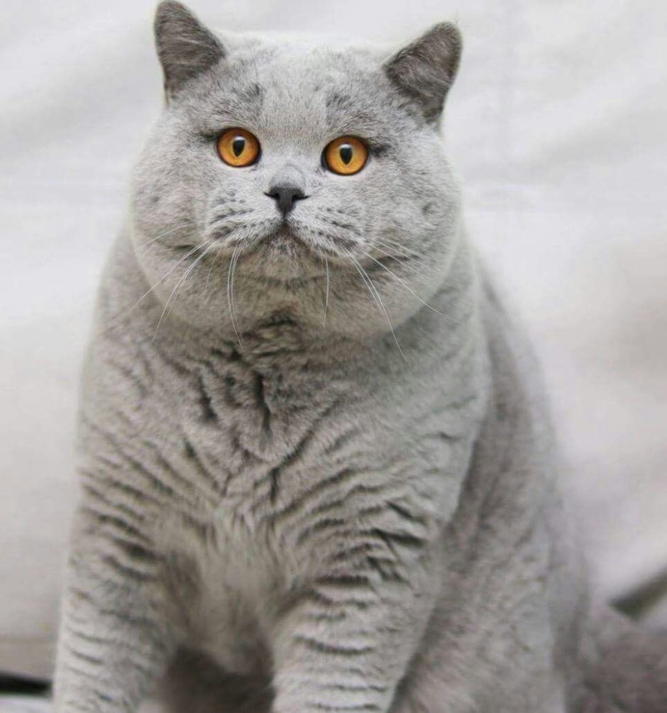 Британский короткошерстный светлый кот
